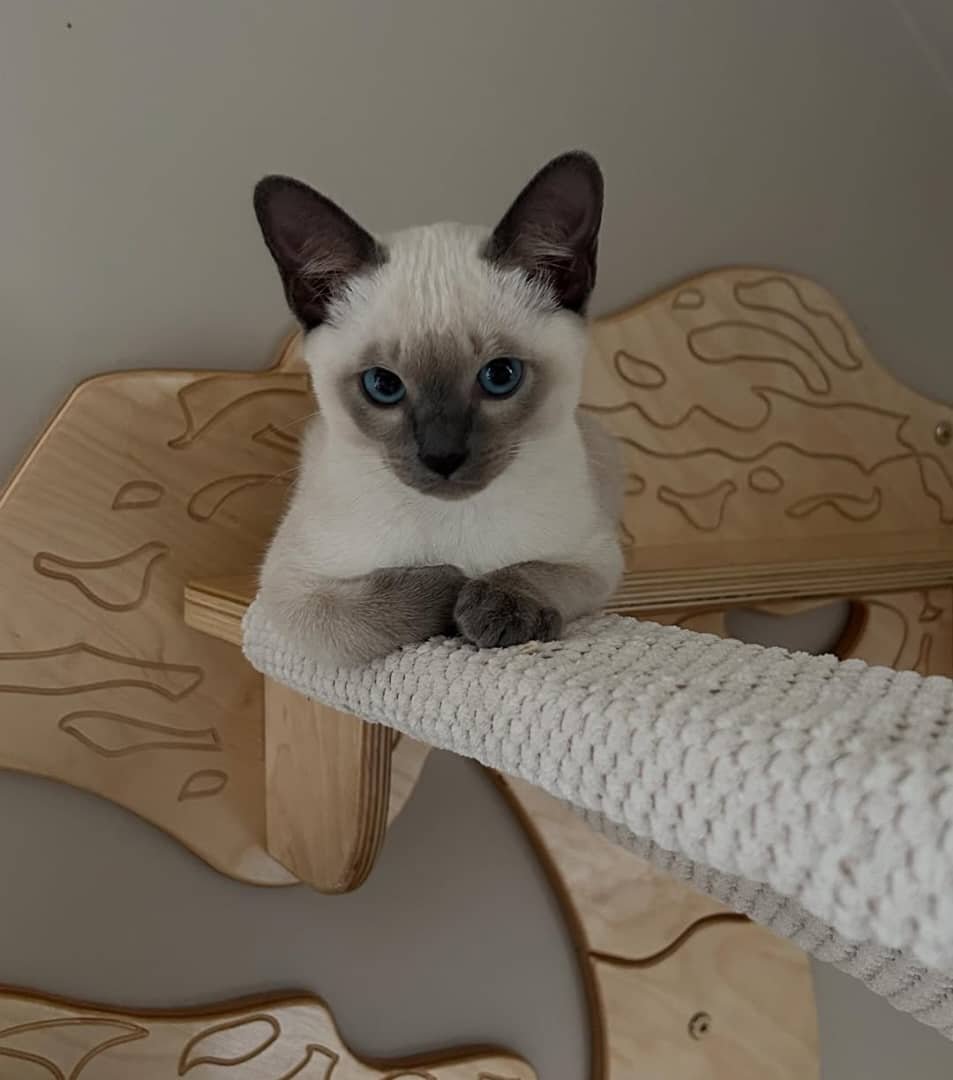Purebred Tonkinese Kitten